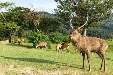 Red deer stag