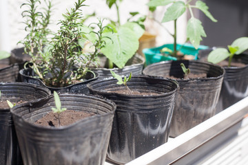 Tomato sprout in a vinyl pod