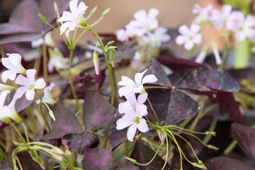 Oxalis or Indian park flowers