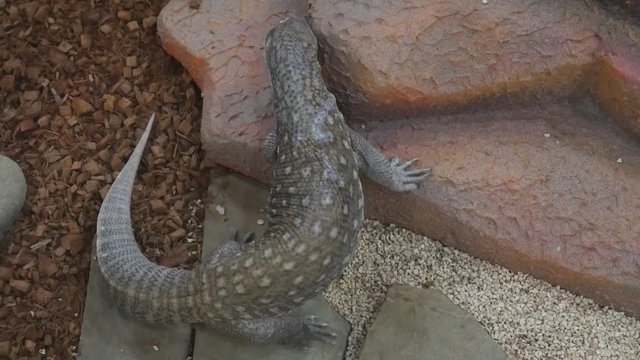 Monitor varan lizard in the terrarium