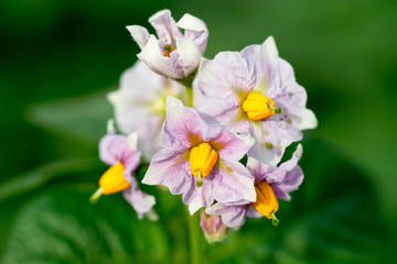 ジャガイモの花　紫のきれいな花でした。