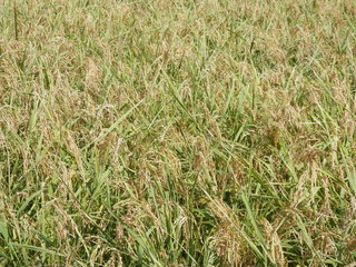 秋の稲穂(三重県)