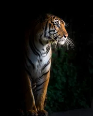 Foto auf Acrylglas Tiger. © ake