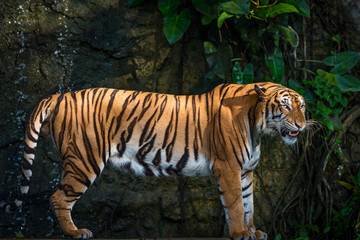 Fototapeta premium Tigers.