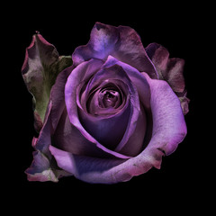 Plakaty  Kwiatowy sztuki martwa natura kolor makro kwiat portret jednego na białym tle kwitnący fioletowy kwiat róży na czarnym tle w stylu vintage malowania szczegółowe tekstury
