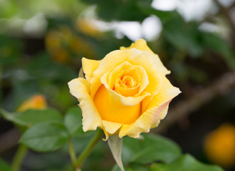 バラの花　黄色のばらを散歩中に撮影してきた。