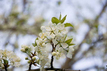 Spring flowering plum