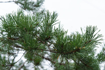 Branch of pine tree with raindrops