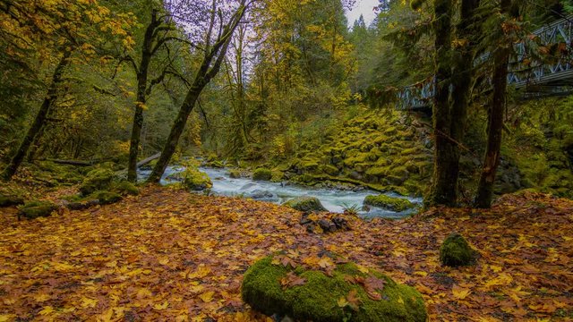 Blue river flowing among the bright yellow trees. The bright colors of autumn. Amazing fall. Autumn forest on the riverside. 4K, 3840*2160, high bit rate, UHD
