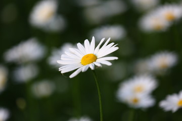 Obraz premium 국화