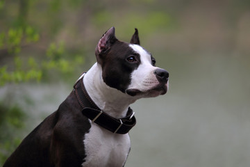 American terrier dog outdoors