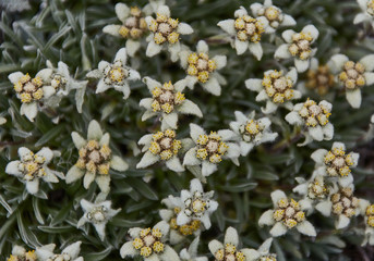 Edelweiss mountain flower 