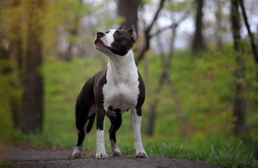 American staffordshire terrier