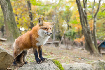 Cute Fox