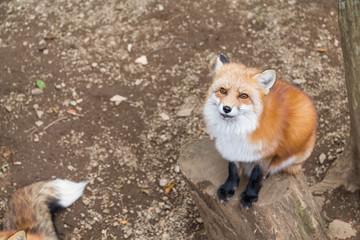 Fox looking up and waiting for food
