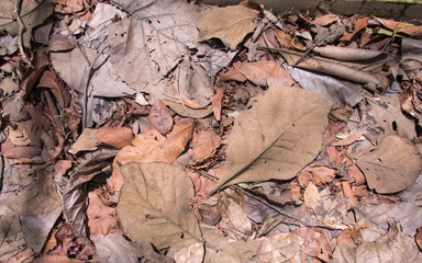 Leaf Decay on The Ground