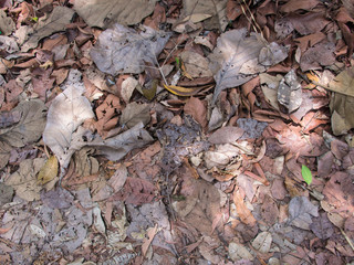 Leaf Decay on The Ground