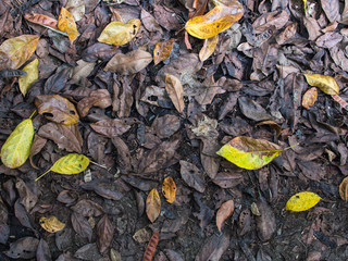 Fall Leaf Full of The Ground