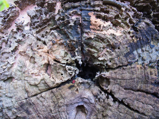 Stump Decay in The Garden