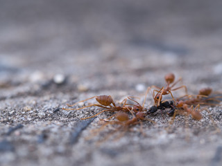 Ants Keep Food