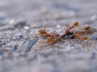 Ants Keep Food