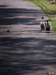 Obraz na płótnie Canvas Ducks Walking in a Row
