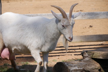 Goat / Capra Linnaeus