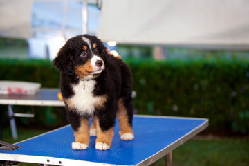Bernese mountain puppy on the grooming table