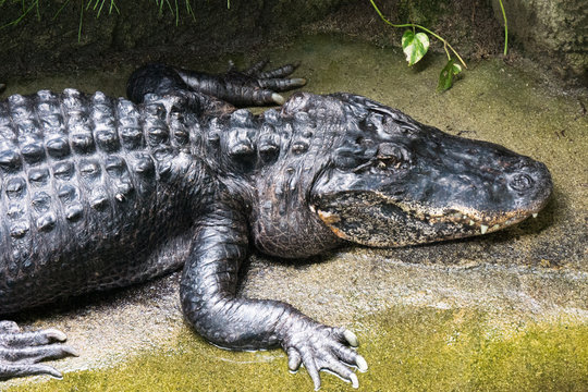 American alligator / Alligator mississippiensis