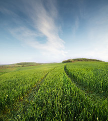 Field and sky in the summer time. Agricultural landscape