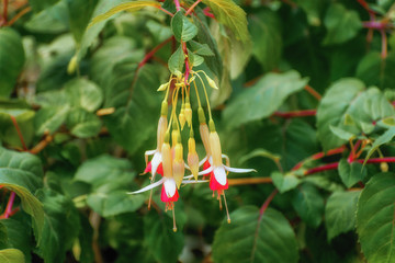 Evergreen shrub with large hanging white, pink flowers. Landscape for poster
