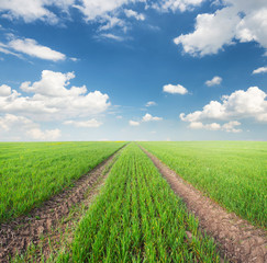 Fototapeta na wymiar Rows on the field. Agricultural landscape in the summer time.