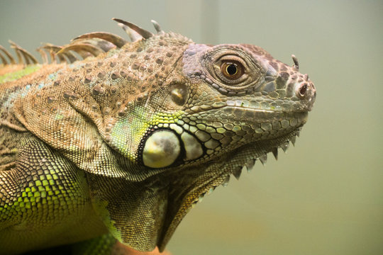 Green iguana / Iguana iguana