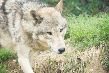 Naklejka na ściany i meble Timber Wolf / Canis lycaon