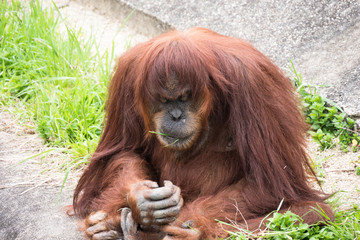 Orangutan / Pongo