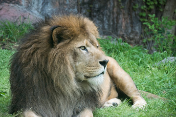Obraz na płótnie Canvas Lion / Panthera leo