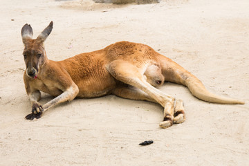 Red kangaroo / Macropus rufus © milmed