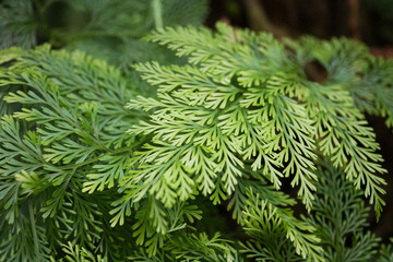 Cibotium splendens / hapuu