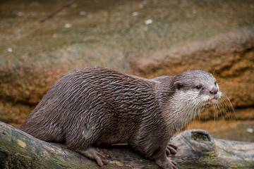 Otter