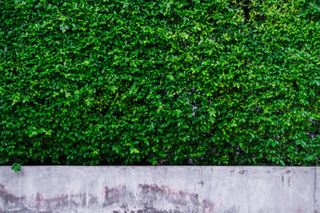 Beautiful background tree wall on the concrete