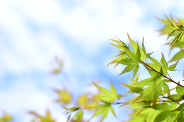 新緑のモミジの葉