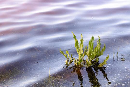 Young Rumex aquaticus L.,also known as Western dock, in the Dnieper river in Kiev, Ukraine