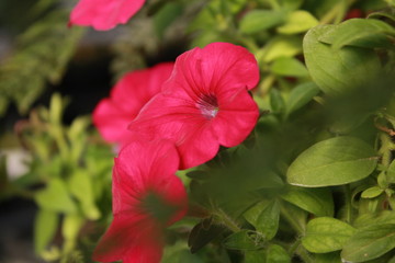 pink flower in the garden.