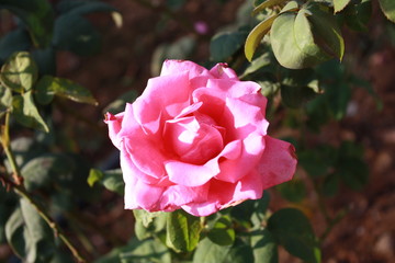Obraz premium rose flower in the garden. love valentine day.