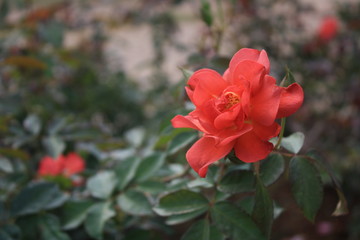 rose flower in the garden. love valentine day.