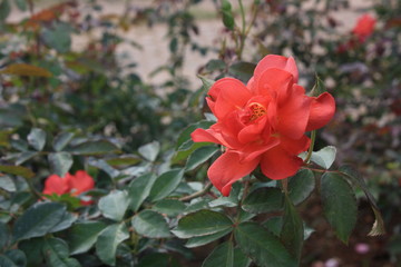 rose flower in the garden. love valentine day.