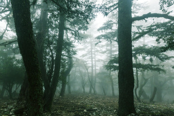 Fog in the forest