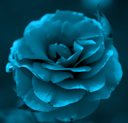 Rose petals, floral blue background.