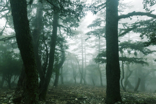 Fototapeta Fog in the forest