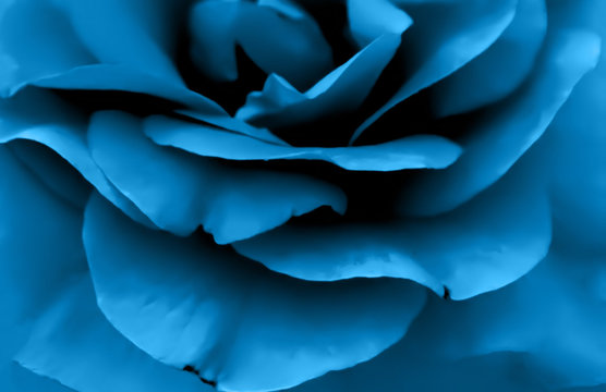 Fototapeta Rose petals, floral blue background.